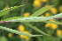  ( - EDNA23-0064973)  @11 [ ] NonCommercial ShareAlike (2023) Markus Ruhsam Royal Botanic Garden Edinburgh