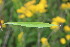  ( - EDNA23-0064973)  @11 [ ] NonCommercial ShareAlike (2023) Markus Ruhsam Royal Botanic Garden Edinburgh