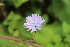  ( - EDNA23-0064977)  @11 [ ] NonCommercial ShareAlike (2023) Markus Ruhsam Royal Botanic Garden Edinburgh