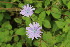  ( - EDNA23-0064977)  @11 [ ] NonCommercial ShareAlike (2023) Markus Ruhsam Royal Botanic Garden Edinburgh