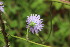  ( - EDNA23-0064977)  @11 [ ] NonCommercial ShareAlike (2023) Markus Ruhsam Royal Botanic Garden Edinburgh