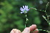  ( - EDNA23-0064977)  @11 [ ] NonCommercial ShareAlike (2023) Markus Ruhsam Royal Botanic Garden Edinburgh
