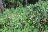  ( - EDNA23-0064977)  @11 [ ] NonCommercial ShareAlike (2023) Markus Ruhsam Royal Botanic Garden Edinburgh