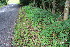  ( - EDNA23-0064977)  @11 [ ] NonCommercial ShareAlike (2023) Markus Ruhsam Royal Botanic Garden Edinburgh