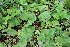  ( - EDNA23-0064977)  @11 [ ] NonCommercial ShareAlike (2023) Markus Ruhsam Royal Botanic Garden Edinburgh