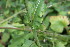  ( - EDNA23-0064977)  @11 [ ] NonCommercial ShareAlike (2023) Markus Ruhsam Royal Botanic Garden Edinburgh