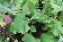  ( - EDNA23-0064977)  @11 [ ] NonCommercial ShareAlike (2023) Markus Ruhsam Royal Botanic Garden Edinburgh