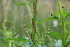  (Scrophularia - EDNA23-0064980)  @11 [ ] NonCommercial ShareAlike (2023) Markus Ruhsam Royal Botanic Garden Edinburgh