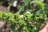  ( - EDNA23-0064982)  @11 [ ] NonCommercial ShareAlike (2023) Markus Ruhsam Royal Botanic Garden Edinburgh