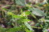  ( - EDNA23-0064982)  @11 [ ] NonCommercial ShareAlike (2023) Markus Ruhsam Royal Botanic Garden Edinburgh