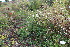 ( - EDNA23-0064982)  @11 [ ] NonCommercial ShareAlike (2023) Markus Ruhsam Royal Botanic Garden Edinburgh