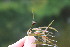  ( - EDNA23-0064984)  @11 [ ] NonCommercial ShareAlike (2023) Markus Ruhsam Royal Botanic Garden Edinburgh