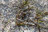  ( - EDNA23-0064984)  @11 [ ] NonCommercial ShareAlike (2023) Markus Ruhsam Royal Botanic Garden Edinburgh