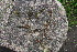 ( - EDNA23-0064984)  @11 [ ] NonCommercial ShareAlike (2023) Markus Ruhsam Royal Botanic Garden Edinburgh