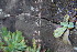  (Erinus - EDNA24-0065359)  @11 [ ] CreativeCommons Attribution NonCommercial ShareAlike (2024) Markus Ruhsam Royal Botanic Garden, Edinburgh