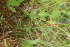  ( - EDNA21-0061102)  @11 [ ] NonCommercial ShareAlike (2023) Markus Ruhsam Royal Botanic Garden Edinburgh