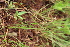  ( - EDNA21-0061102)  @11 [ ] NonCommercial ShareAlike (2023) Markus Ruhsam Royal Botanic Garden Edinburgh