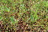  ( - EDNA21-0061102)  @11 [ ] NonCommercial ShareAlike (2023) Markus Ruhsam Royal Botanic Garden Edinburgh