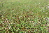  ( - EDNA21-0061102)  @11 [ ] NonCommercial ShareAlike (2023) Markus Ruhsam Royal Botanic Garden Edinburgh