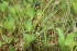  ( - EDNA21-0061102)  @11 [ ] NonCommercial ShareAlike (2023) Markus Ruhsam Royal Botanic Garden Edinburgh