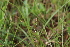  ( - EDNA21-0061102)  @11 [ ] NonCommercial ShareAlike (2023) Markus Ruhsam Royal Botanic Garden Edinburgh