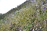  ( - EDNA24-0066523)  @11 [ ] CreativeCommons Attribution NonCommercial ShareAlike (2024) Markus Ruhsam Royal Botanic Garden, Edinburgh