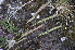  ( - EDNA24-0066523)  @11 [ ] CreativeCommons Attribution NonCommercial ShareAlike (2024) Markus Ruhsam Royal Botanic Garden, Edinburgh