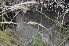  ( - EDNA24-0066523)  @11 [ ] CreativeCommons Attribution NonCommercial ShareAlike (2024) Markus Ruhsam Royal Botanic Garden, Edinburgh