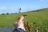  ( - EDNA24-0066524)  @11 [ ] CreativeCommons Attribution NonCommercial ShareAlike (2024) Markus Ruhsam Royal Botanic Garden, Edinburgh