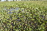  ( - EDNA24-0066524)  @11 [ ] CreativeCommons Attribution NonCommercial ShareAlike (2024) Markus Ruhsam Royal Botanic Garden, Edinburgh