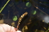  ( - EDNA24-0066524)  @11 [ ] CreativeCommons Attribution NonCommercial ShareAlike (2024) Markus Ruhsam Royal Botanic Garden, Edinburgh