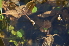  ( - EDNA24-0066524)  @11 [ ] CreativeCommons Attribution NonCommercial ShareAlike (2024) Markus Ruhsam Royal Botanic Garden, Edinburgh