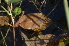  ( - EDNA24-0066524)  @11 [ ] CreativeCommons Attribution NonCommercial ShareAlike (2024) Markus Ruhsam Royal Botanic Garden, Edinburgh