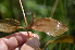  ( - EDNA24-0066524)  @11 [ ] CreativeCommons Attribution NonCommercial ShareAlike (2024) Markus Ruhsam Royal Botanic Garden, Edinburgh