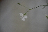  ( - EDNA24-0066525)  @11 [ ] CreativeCommons Attribution NonCommercial ShareAlike (2024) Markus Ruhsam Royal Botanic Garden, Edinburgh