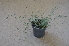  ( - EDNA24-0066525)  @11 [ ] CreativeCommons Attribution NonCommercial ShareAlike (2024) Markus Ruhsam Royal Botanic Garden, Edinburgh
