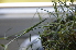 ( - EDNA24-0066525)  @11 [ ] CreativeCommons Attribution NonCommercial ShareAlike (2024) Markus Ruhsam Royal Botanic Garden, Edinburgh