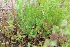  (Papaver dubium - EDNA21-0061103)  @11 [ ] CreativeCommons Attribution NonCommercial ShareAlike (2021) Markus Ruhsam Royal Botanic Garden, Edinburgh