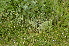  ( - EDNA24-0066528)  @11 [ ] CreativeCommons Attribution NonCommercial ShareAlike (2024) Markus Ruhsam Royal Botanic Garden, Edinburgh