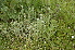  ( - EDNA24-0066528)  @11 [ ] CreativeCommons Attribution NonCommercial ShareAlike (2024) Markus Ruhsam Royal Botanic Garden, Edinburgh