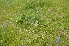  ( - EDNA24-0066528)  @11 [ ] CreativeCommons Attribution NonCommercial ShareAlike (2024) Markus Ruhsam Royal Botanic Garden, Edinburgh