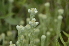  ( - EDNA24-0066528)  @11 [ ] CreativeCommons Attribution NonCommercial ShareAlike (2024) Markus Ruhsam Royal Botanic Garden, Edinburgh