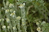  ( - EDNA24-0066528)  @11 [ ] CreativeCommons Attribution NonCommercial ShareAlike (2024) Markus Ruhsam Royal Botanic Garden, Edinburgh