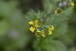  ( - EDNA24-0066530)  @11 [ ] CreativeCommons Attribution NonCommercial ShareAlike (2024) Markus Ruhsam Royal Botanic Garden, Edinburgh