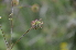  ( - EDNA24-0066530)  @11 [ ] CreativeCommons Attribution NonCommercial ShareAlike (2024) Markus Ruhsam Royal Botanic Garden, Edinburgh