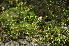 ( - EDNA24-0066533)  @11 [ ] CreativeCommons Attribution NonCommercial ShareAlike (2024) Markus Ruhsam Royal Botanic Garden, Edinburgh