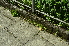  ( - EDNA24-0066533)  @11 [ ] CreativeCommons Attribution NonCommercial ShareAlike (2024) Markus Ruhsam Royal Botanic Garden, Edinburgh