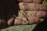  ( - EDNA24-0066533)  @11 [ ] CreativeCommons Attribution NonCommercial ShareAlike (2024) Markus Ruhsam Royal Botanic Garden, Edinburgh