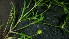  ( - EDNA24-0066533)  @11 [ ] CreativeCommons Attribution NonCommercial ShareAlike (2024) Markus Ruhsam Royal Botanic Garden, Edinburgh