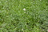  ( - EDNA24-0066535)  @11 [ ] CreativeCommons Attribution NonCommercial ShareAlike (2024) Markus Ruhsam Royal Botanic Garden, Edinburgh